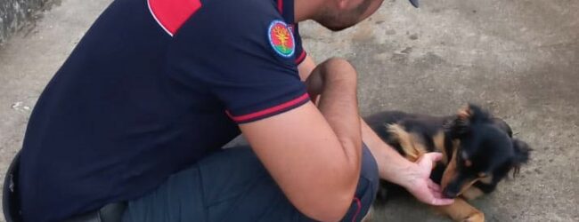 Montoro| Veterinario abusivo somministrava vaccini contraffatti a cuccioli di cani di razza meticcia