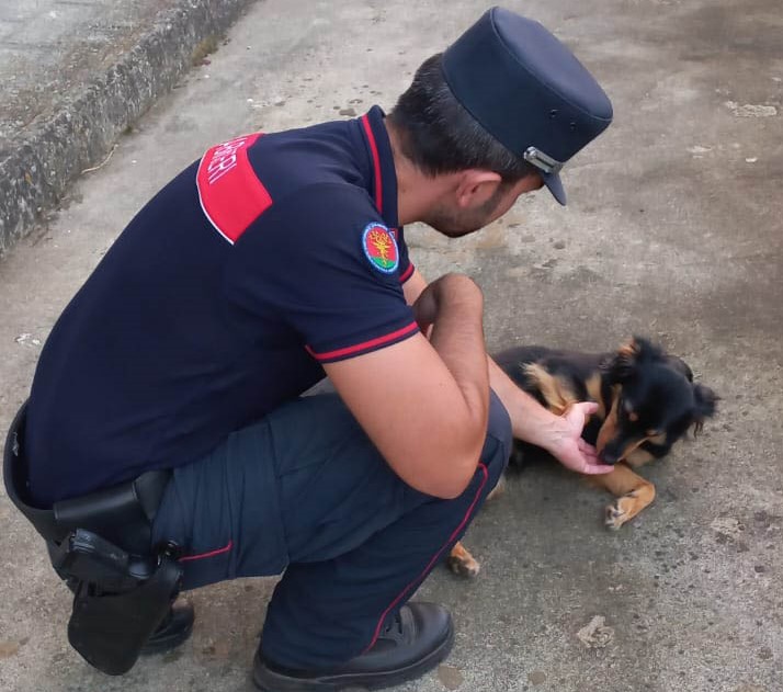 Montoro| Veterinario abusivo somministrava vaccini contraffatti a cuccioli di cani di razza meticcia