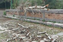 Benevento, alberi caduti per il maltempo