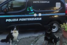 Operazione antidroga, all’opera i cani poliziotto Onia e Zoy del Nucleo Regionale Cinofili Distaccamento di Benevento
