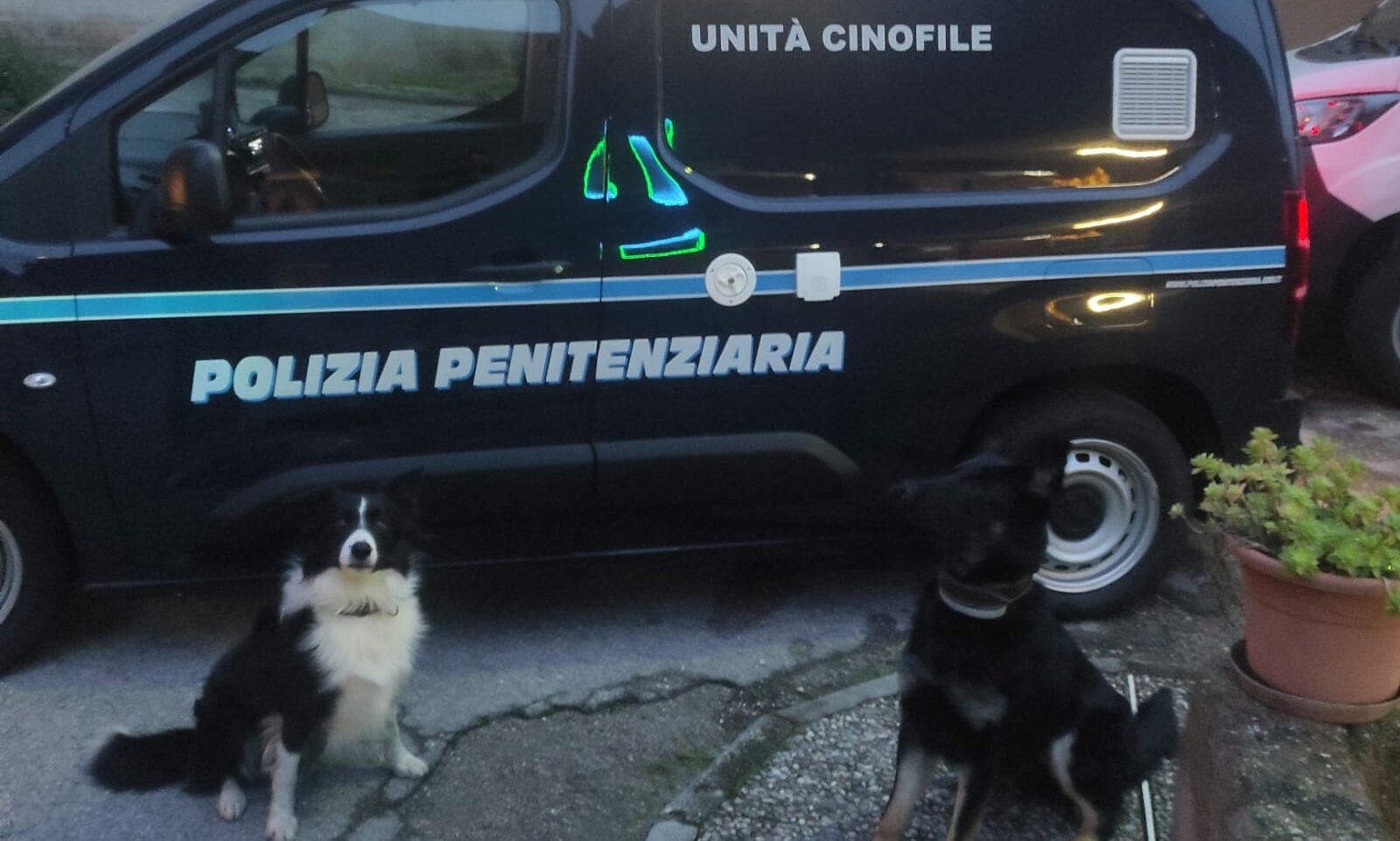 Operazione antidroga, all’opera i cani poliziotto Onia e Zoy del Nucleo Regionale Cinofili Distaccamento di Benevento