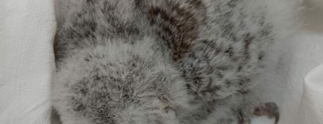 Lauro| Trovato un gufo appena nato, affidato al Centro di Recupero Animali Selvatici di Napoli