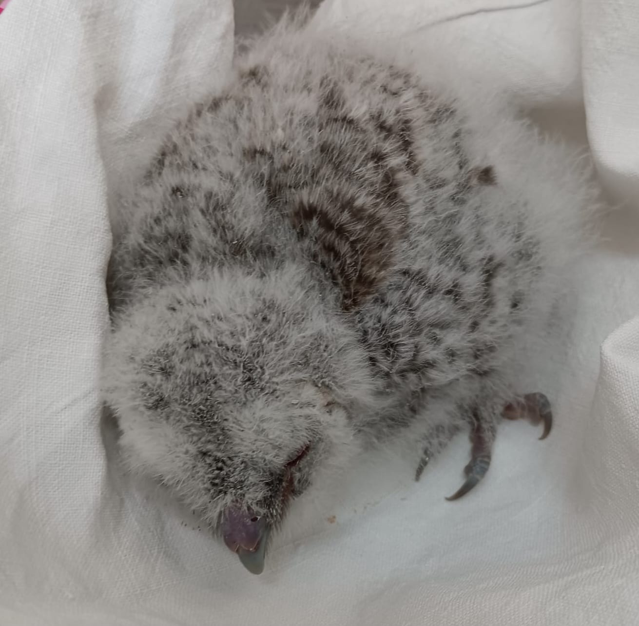 Lauro| Trovato un gufo appena nato, affidato al Centro di Recupero Animali Selvatici di Napoli