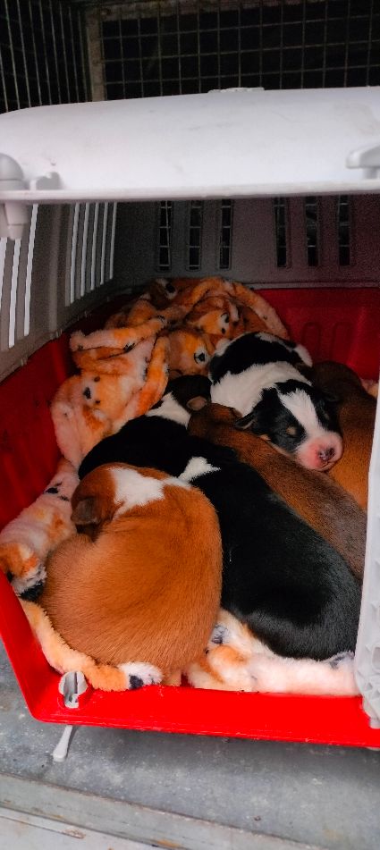 Vigili salvano sei cuccioli con la loro mamma e multano un uomo per accattonaggio