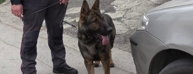 Ariano Irpino, continuano i controlli. In campo anche le unità cinofile