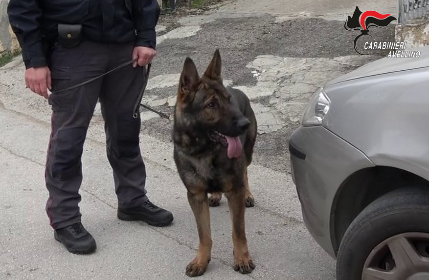 Ariano Irpino, continuano i controlli. In campo anche le unità cinofile