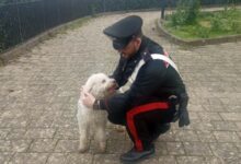 Santa Paolina: i Carabinieri ritrovano “Ciro”, il cucciolo di Lagotto Romagnolo rubato la vigilia di Natale
