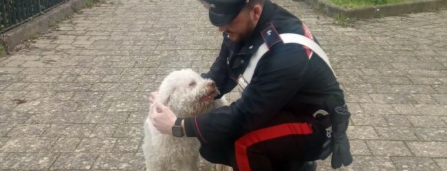 Santa Paolina: i Carabinieri ritrovano “Ciro”, il cucciolo di Lagotto Romagnolo rubato la vigilia di Natale