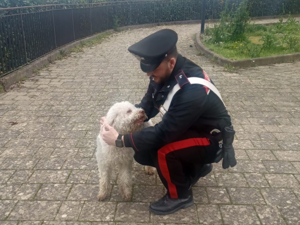 Santa Paolina: i Carabinieri ritrovano “Ciro”, il cucciolo di Lagotto Romagnolo rubato la vigilia di Natale