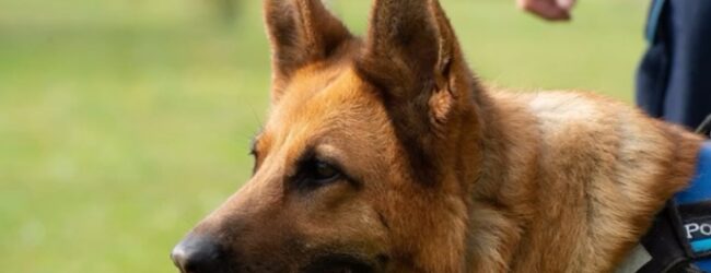 Polizia Penitenziaria -Distaccamento Cinofili di Benevento: Cani poliziotto in pensione cercano casa
