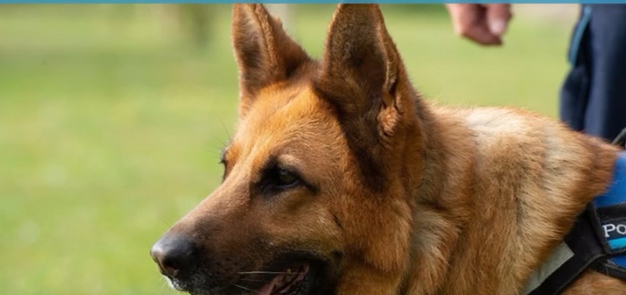 Polizia Penitenziaria -Distaccamento Cinofili di Benevento: Cani poliziotto in pensione cercano casa