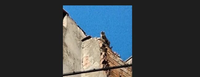Gattino bloccato sul tetto da una settimana , l’allarme della RAAB