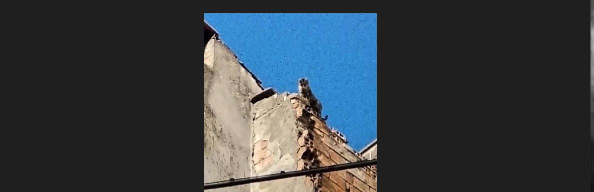 Gattino bloccato sul tetto da una settimana , l’allarme della RAAB
