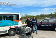 Prodotti ittici senza tracciabilita’, sequestro dei Carabinieri Forestale in una pescheria della Valle Telesina