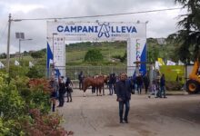 CampaniAlleva Expo 2025: lunedi 5 maggio la conferenza stampa di presentazione, tante le novità