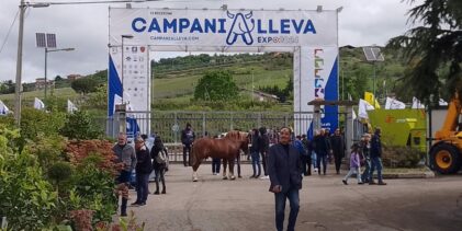 CampaniAlleva Expo 2025: lunedi 5 maggio la conferenza stampa di presentazione, tante le novità