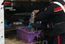 Venticano| In fiamme lo stand della Fiera campionaria con le gabbie degli animali, morti alcuni pulcini