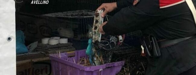 Venticano| In fiamme lo stand della Fiera campionaria con le gabbie degli animali, morti alcuni pulcini