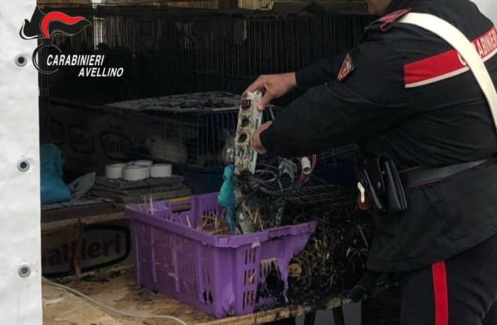 Venticano| In fiamme lo stand della Fiera campionaria con le gabbie degli animali, morti alcuni pulcini