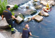 Cucciolo cade nel fiume Ofanto, salvato dai Vigili del Fuoco