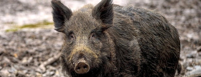 Emergenza cinghiali, Coldiretti Campania chiede l’adozione di un piano di contenimento