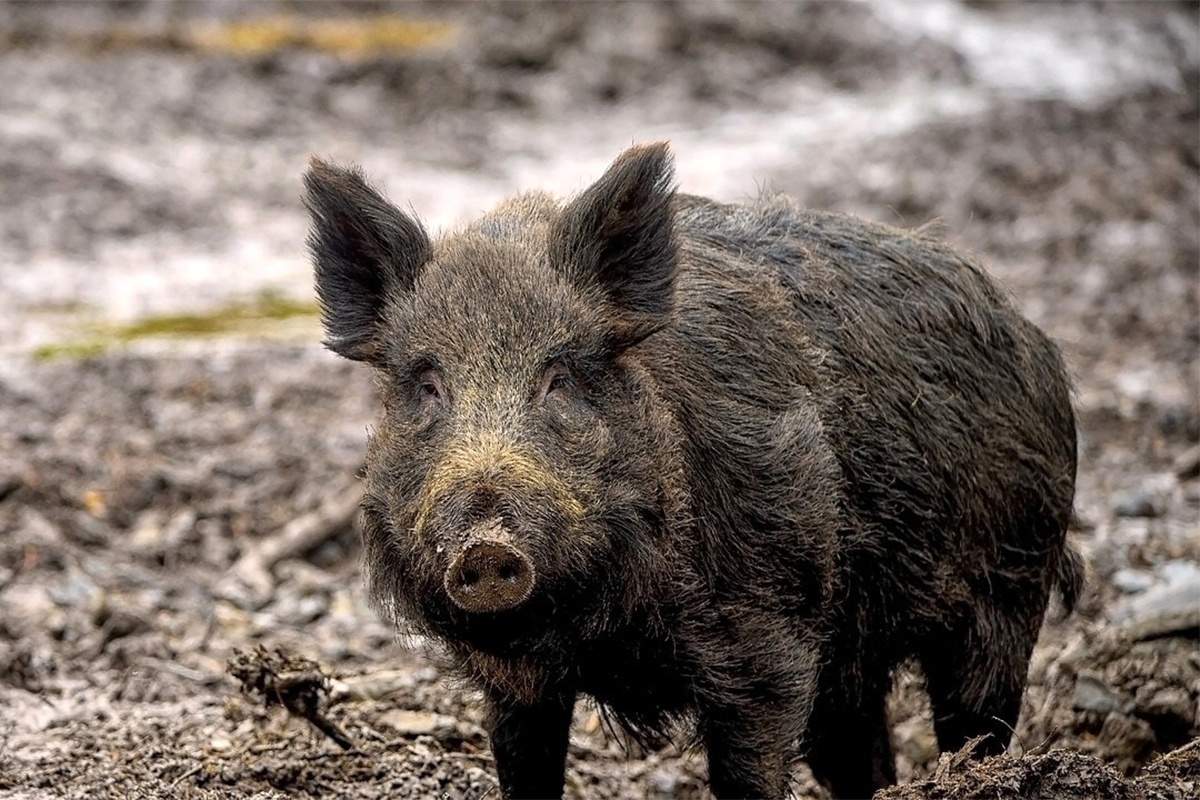 Emergenza cinghiali, Coldiretti Campania chiede l’adozione di un piano di contenimento