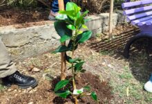 Solopaca, il SAI presente alla piantumazione dell’Albero di Falcone