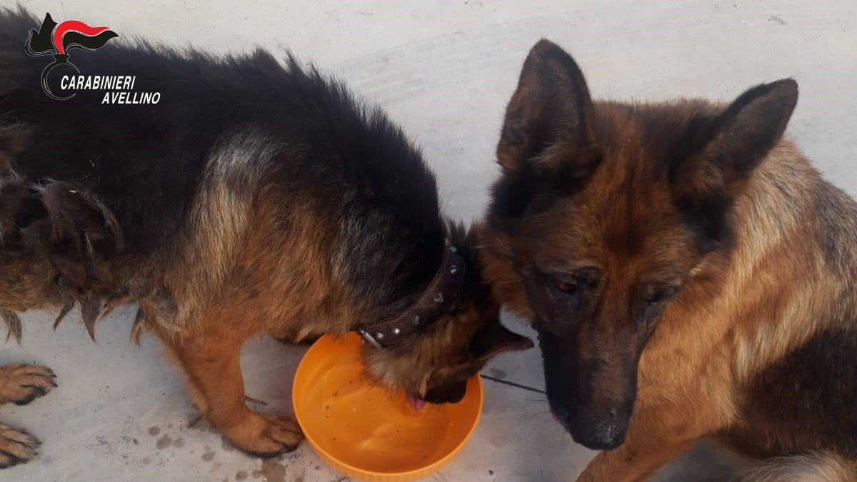 Mugnano del Cardinale: due cani pastore tedesco maltrattati e abbandonati, salvati dai Carabinieri