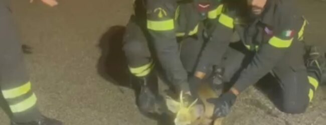 Cucciolo di capriolo salvato dai Vigili del Fuoco di Benevento|VIDEO