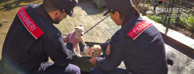 Intervento dei Carabinieri Forestali a Montefredane: salvati 19 cani abbandonati