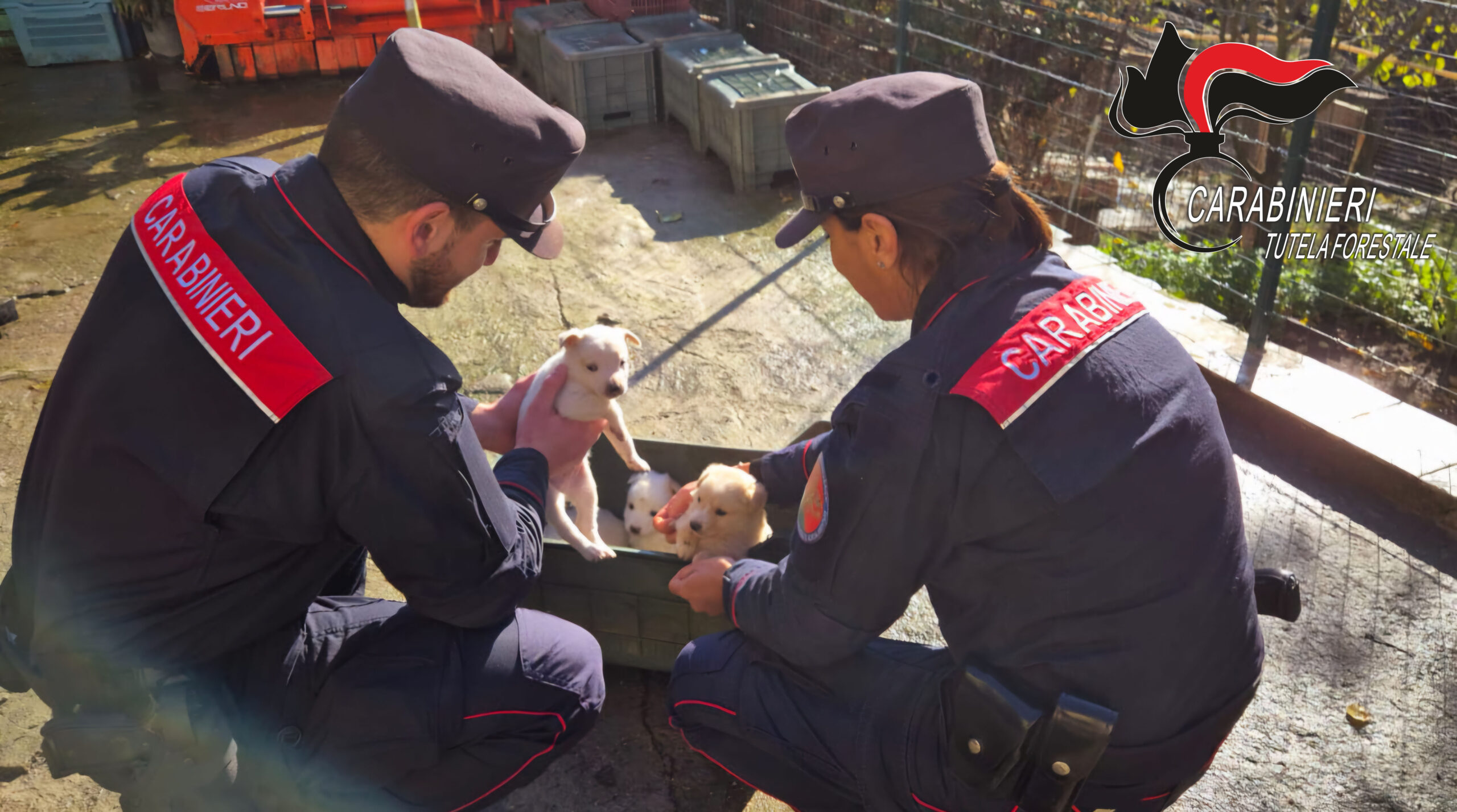 Intervento dei Carabinieri Forestali a Montefredane: salvati 19 cani abbandonati