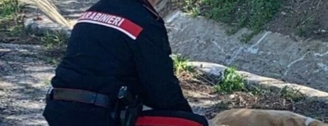 San Martino Valle Caudina (AV) – Maltratta un cane con un bastone. Denunciata dai Carabinieri