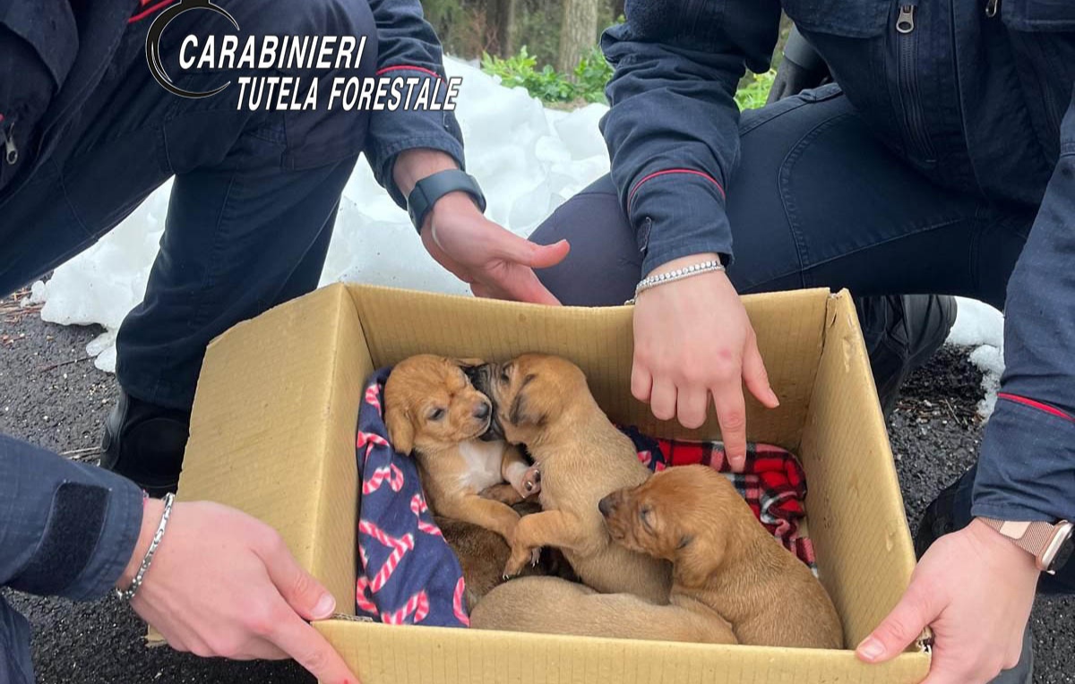 Aquilonia: i Carabinieri salvano cinque cuccioli di cane   