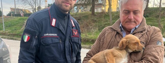 Lacedonia: salvato cane in stato di abbandono