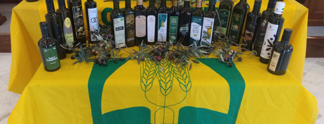 L’olio della Campania punta in alto: presentato il piano olivicolo regionale