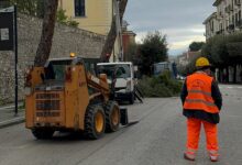 Taglio pini,architetto Salomone Megna: manomessa unica passeggiata panoramica della città