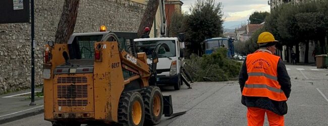 Al Viale Atlantici si lavora da questa mattina per il taglio di altri 19 pini