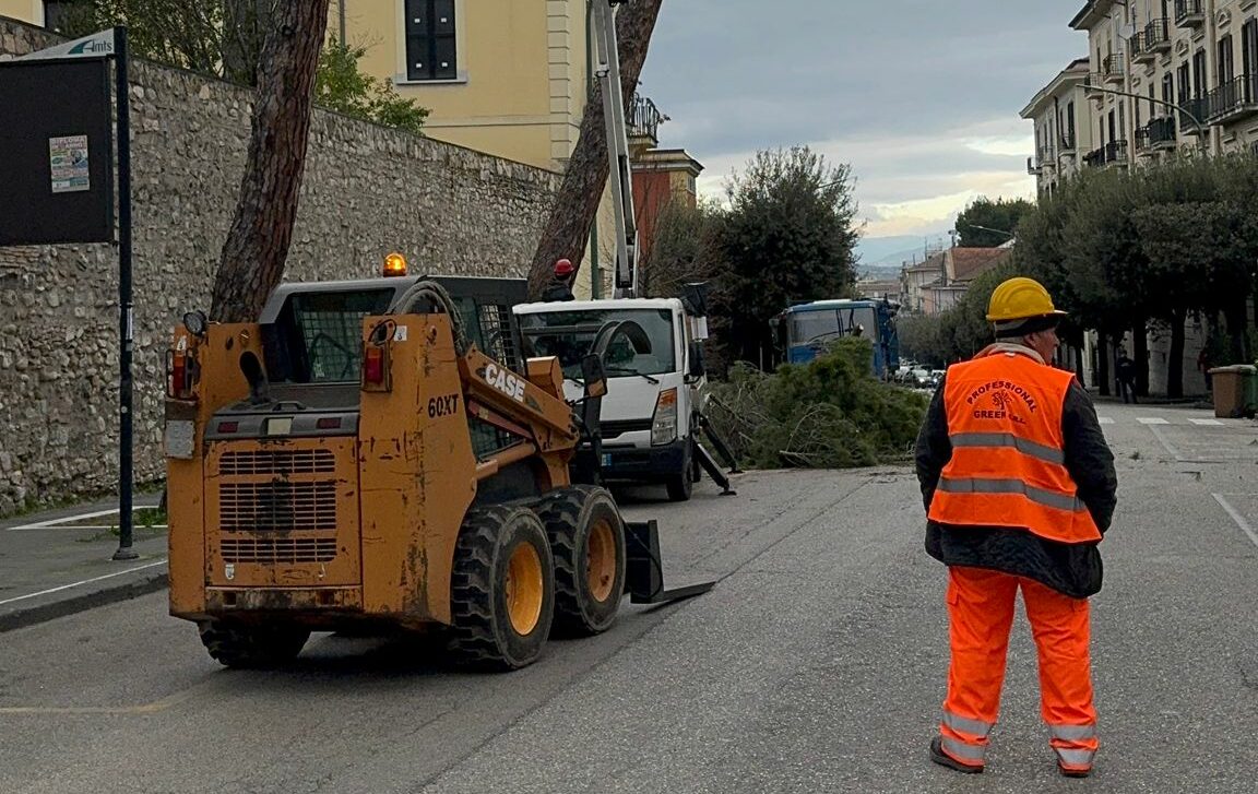 Al Viale Atlantici si lavora da questa mattina per il taglio di altri 19 pini