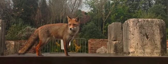 Spettacolo nello spettacolo, al Teatro Romano fa capolino una bellissima volpe