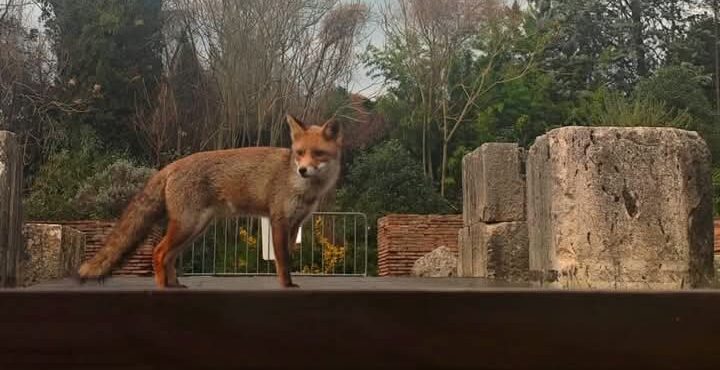 Spettacolo nello spettacolo, al Teatro Romano fa capolino una bellissima volpe