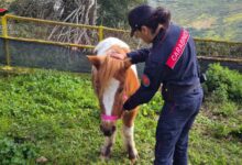 Avellino, i Carabinieri soccorrono tre pony abbandonati in un parco pubblico
