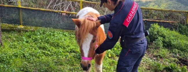 Soccorsi tre pony abbandonati e maltrattati in un parco pubblico ad Avellino.