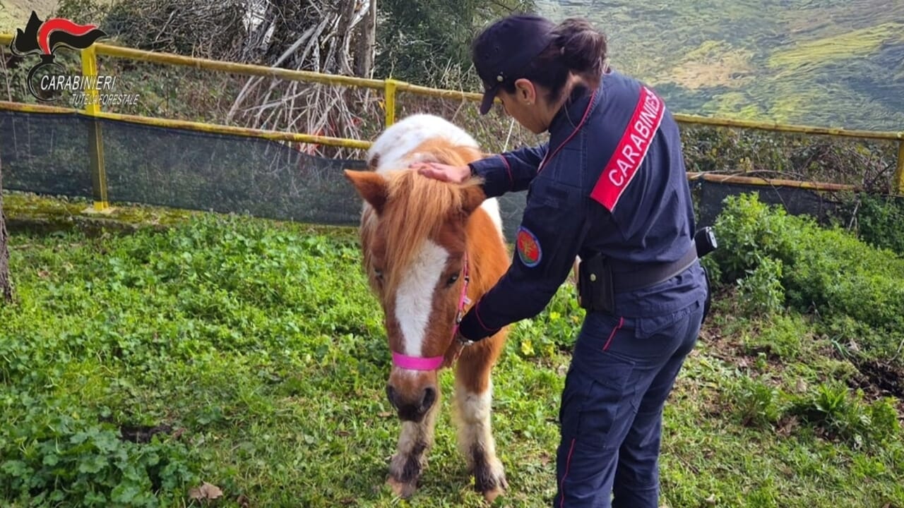 Soccorsi tre pony abbandonati e maltrattati in un parco pubblico ad Avellino.