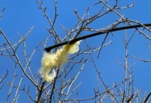 Guasto alla rete internet : disagi per numerosi utenti tra Sannio e Irpinia