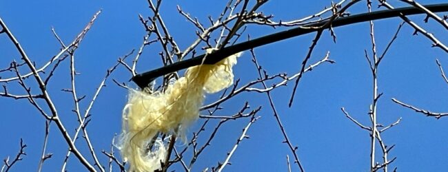 Guasto alla rete internet : disagi per numerosi utenti tra Sannio e Irpinia
