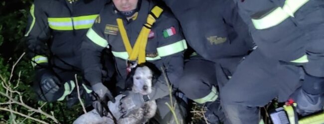 Cane intrappolato in un cunicolo: intervento dei Vigili del Fuoco a Salza Irpina