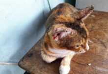 Gatti malati e deceduti, chiesto intervento dell’Asl