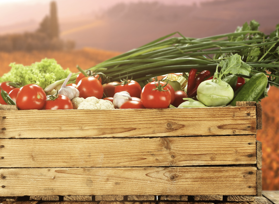 Agricoltura, la Campania cresce nella coltura protetta del pomodoro da mensa. Confagricoltura: “Nuove sfide all’orizzonte”