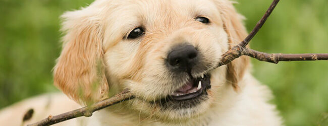 Benevento, il 5 Aprile protesta di animalisti contro presunti abusi su animali