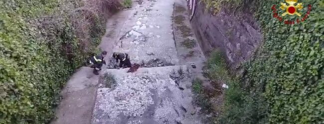 Mercogliano, Vigili del Fuoco salvano cagna gravida e due cuccioli in un canale di scolo
